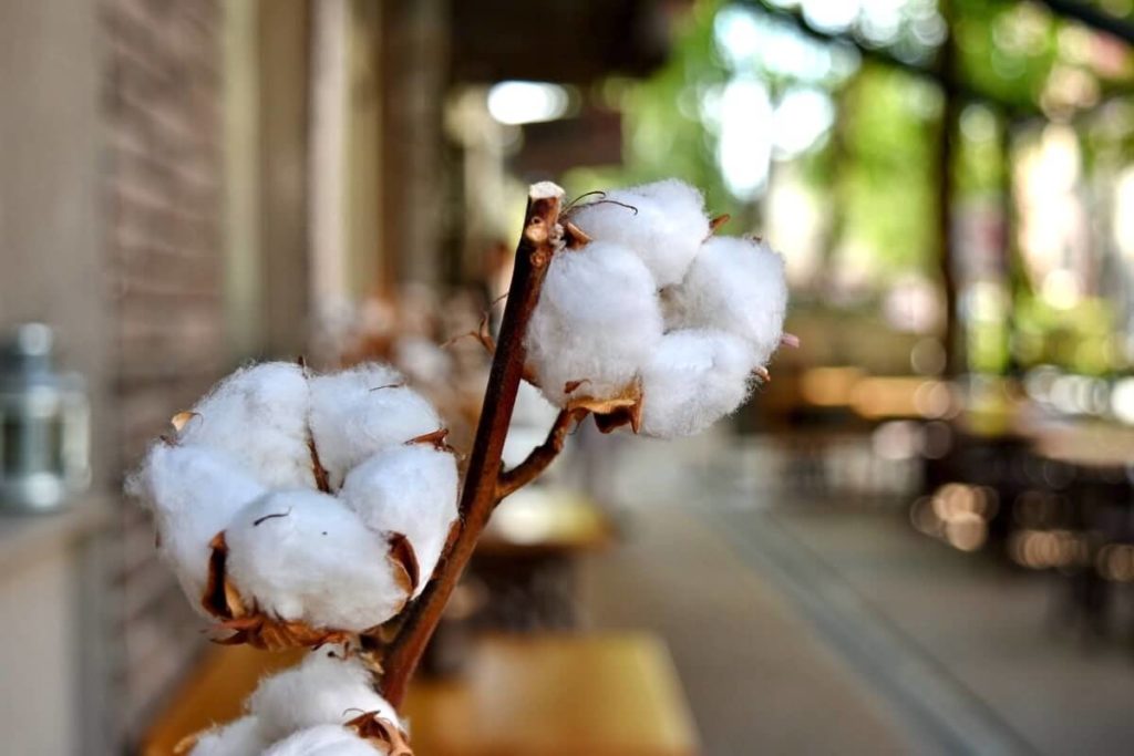 Organic cotton oowia India