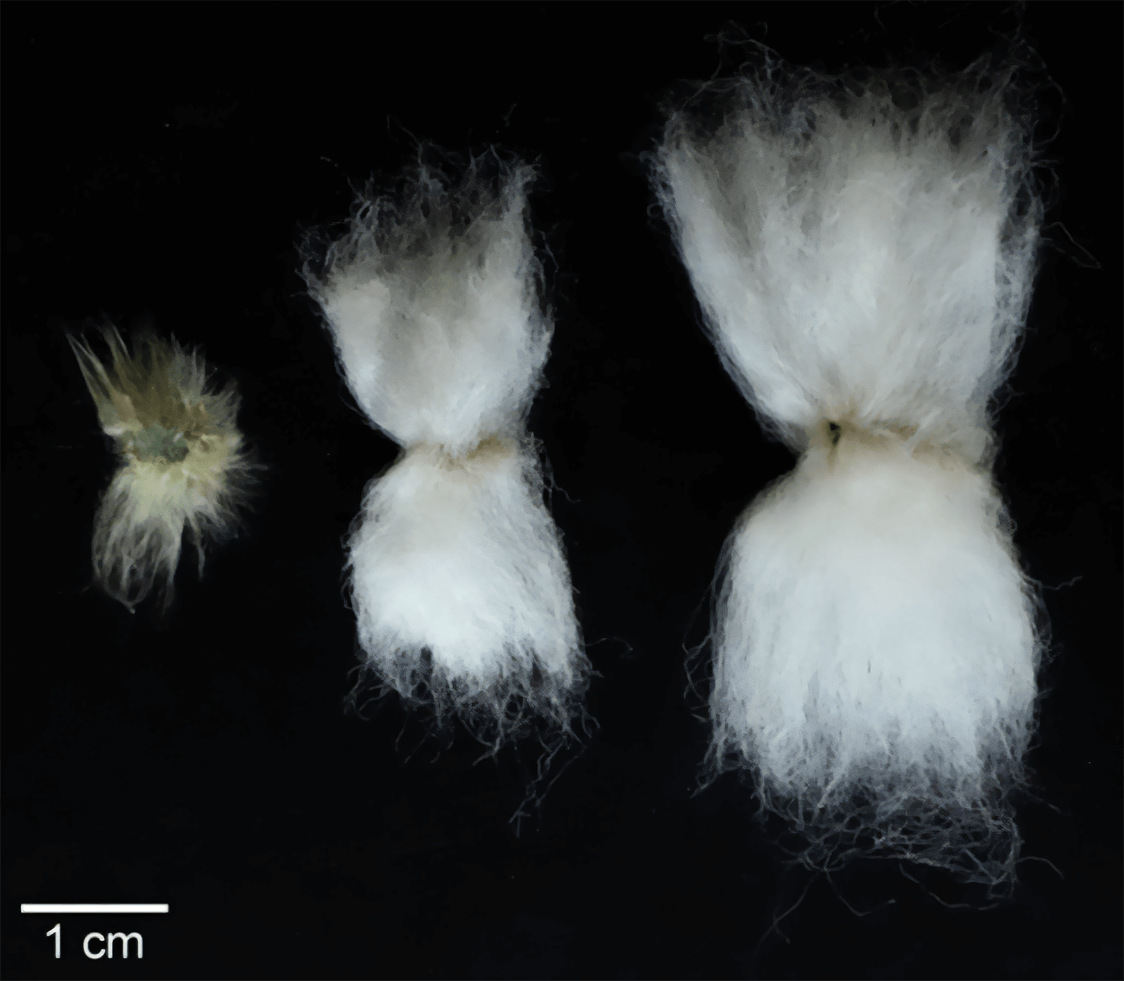 Supima Cotton Vs Regular Cotton OOWIA Print On Demand & Fulfilment